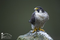   Falconidae